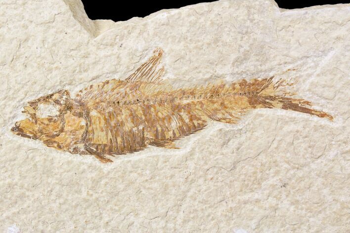 Bargain, Fossil Fish (Knightia) - Wyoming #89166